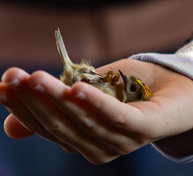 Mazurski Piknik Ornitologiczny 2026