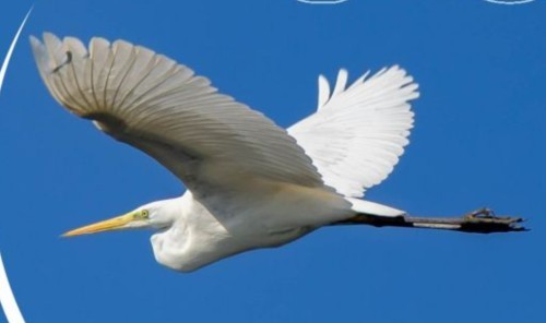 Giżycka Konferencja Ornitologiczna